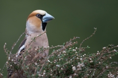 Appelvink; Coccothraustes coccothraustes; Hawfinch
