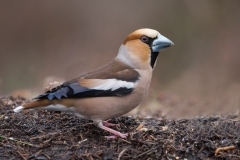 Appelvink; Coccothraustes coccothraustes; Hawfinch