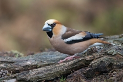 Appelvink; Coccothraustes coccothraustes; Hawfinch