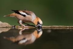 Appelvink; Hawfinch; Coccothraustes coccothraustes