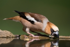 Appelvink; Hawfinch; Coccothraustes coccothraustes