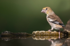 Appelvink; Hawfinch; Coccothraustes coccothraustes