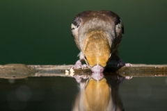 Appelvink; Hawfinch; Coccothraustes coccothraustes