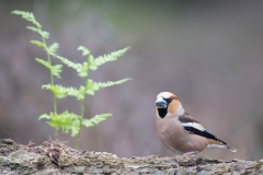 Appelvink; Coccothraustes coccothraustes; Hawfinch
