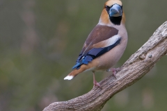 Appelvink_HBN1280