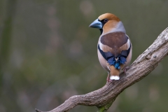 Appelvink_HBN1286