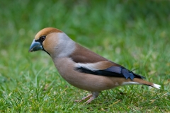 Appelvink_HBN1433