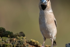 Appelvink; Coccothraustes coccothraustes; Hawfinch