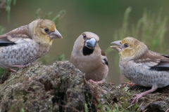 Appelvink; Coccothraustes coccothraustes coccothraustes; Finch; Fringillidae; Hawfinch