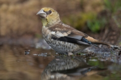 Appelvink; Coccothraustes coccothraustes coccothraustes; Finch; Fringillidae; Hawfinch