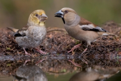 Appelvink_HBN7993