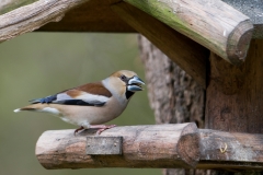 appelvink_HBN1415