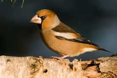 appelvink_HBN6095