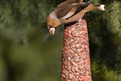 appelvink_HBN6271
