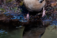 appelvink_HBN6943