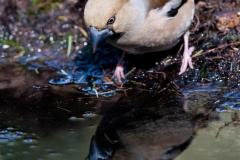 appelvink_HBN6944