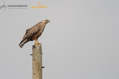 Arendbuizerd