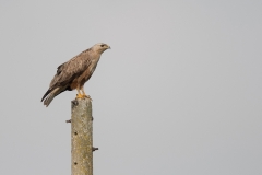 Arendbuizerd; Long-legged Buzzard; Buteo rufinus
