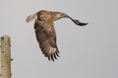 Arendbuizerd; Long-legged Buzzard; Buteo rufinus
