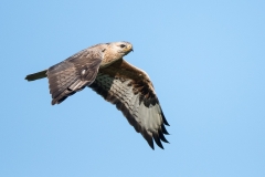 arendbuizerd-HB5_2710-kopiëren