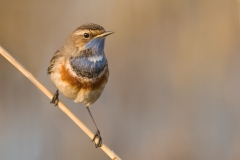 blauwborst_HBO3386