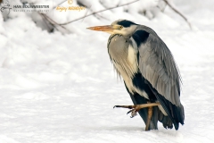 Blauwe reiger