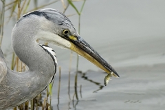 Blauwe reiger visje