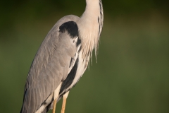 Blauwe Reiger; Grey Heron; Ardea cinerea