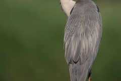 Blauwe Reiger; Grey Heron; Ardea cinerea