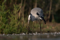 Blauwe Reiger; Grey Heron; Ardea cinerea