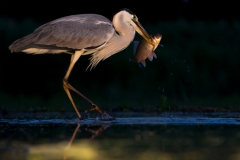 Blauwe Reiger; Grey Heron; Ardea cinerea