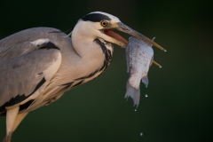 Blauwe Reiger; Grey Heron; Ardea cinerea
