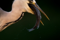 Blauwe Reiger; Grey Heron; Ardea cinerea