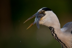 Blauwe Reiger; Grey Heron; Ardea cinerea