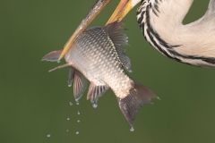 Blauwe Reiger; Grey Heron; Ardea cinerea