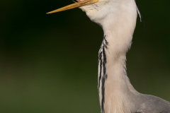 Blauwe Reiger; Grey Heron; Ardea cinerea