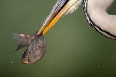 Blauwe Reiger; Grey Heron; Ardea cinerea