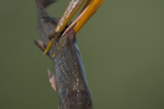 Blauwe Reiger; Grey Heron; Ardea cinerea
