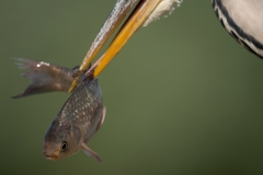 Blauwe Reiger; Grey Heron; Ardea cinerea
