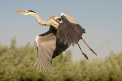 Blauwe Reiger; Grey Heron; Ardea cinerea