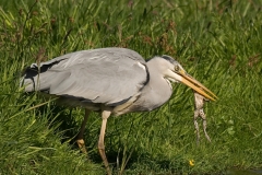 Blauwe reiger_HBO6408