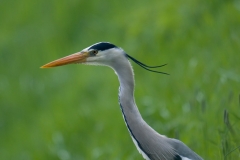 blauwe reiger_HBN4358