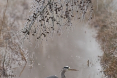blauwe reiger_HBO5484