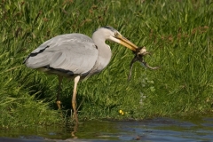blauwe reiger_HBO6375
