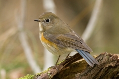 Blauwstaart_0057