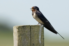 boerenzwaluw-1