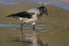 Bonte kraai_HBN0894
