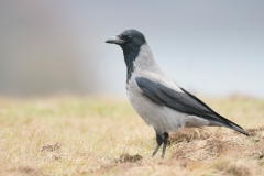 Bonte kraai; Corvus cornix; Hooded Crow