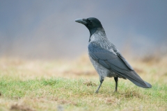 Bonte kraai; Corvus cornix; Hooded Crow