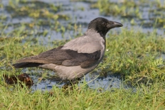 Bonte kraai_HBO0546